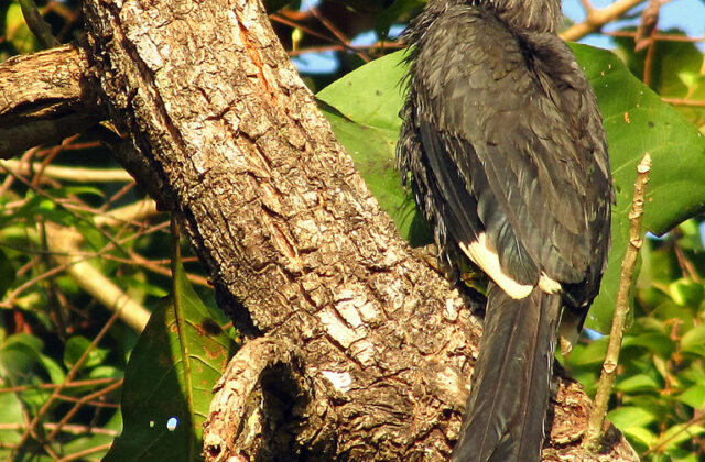 Malabar Grey Hornbill