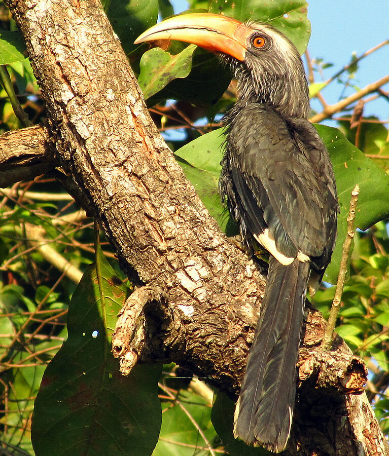 Malabar Grey Hornbill