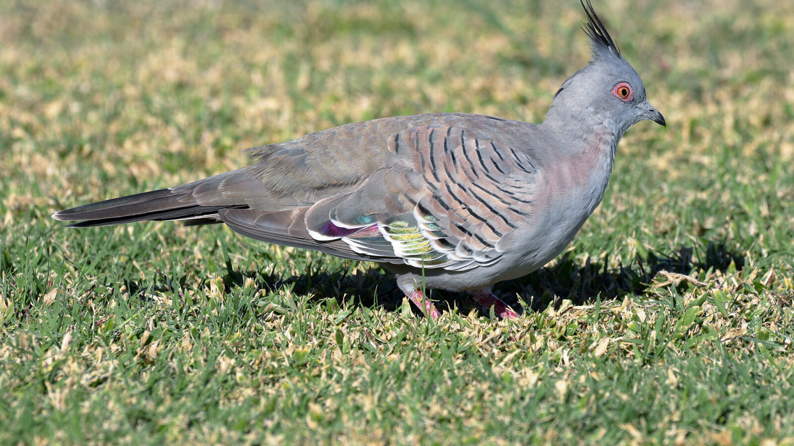 Crested Pigeon