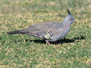 Crested Pigeon