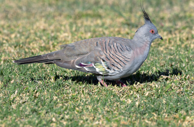 Crested Pigeon