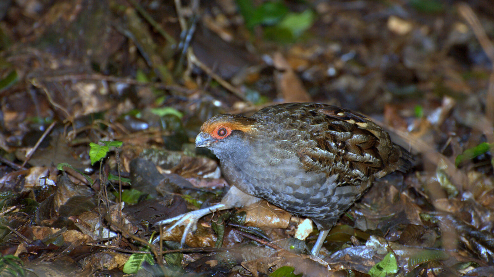 Spot-winged Wood Quail