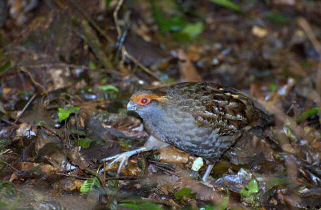 Spot-winged Wood Quail