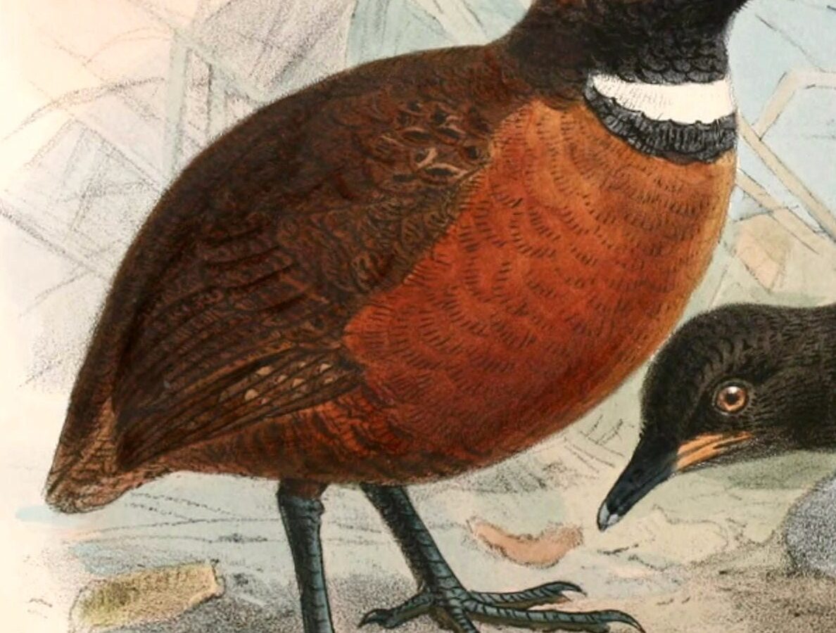 Rufous-fronted Wood Quail
