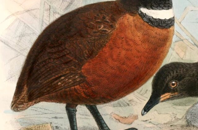 Rufous-fronted Wood Quail