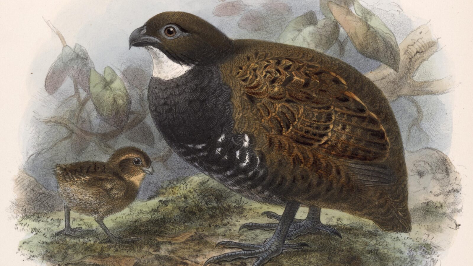 Black-breasted Wood Quail