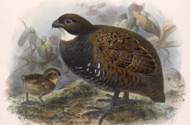 Black-breasted Wood Quail