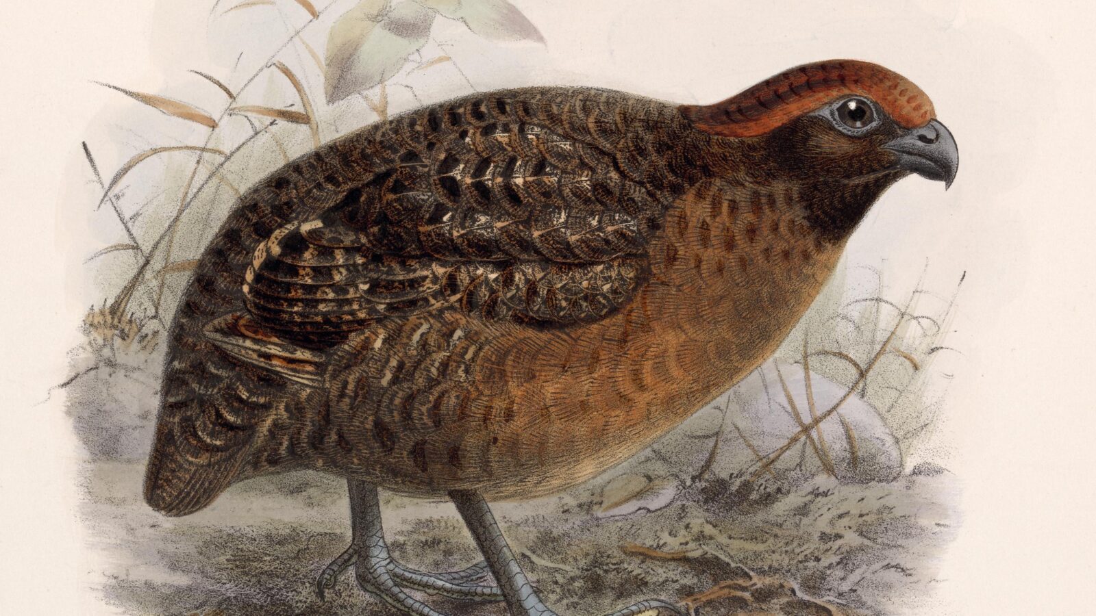 Black-eared Wood Quail