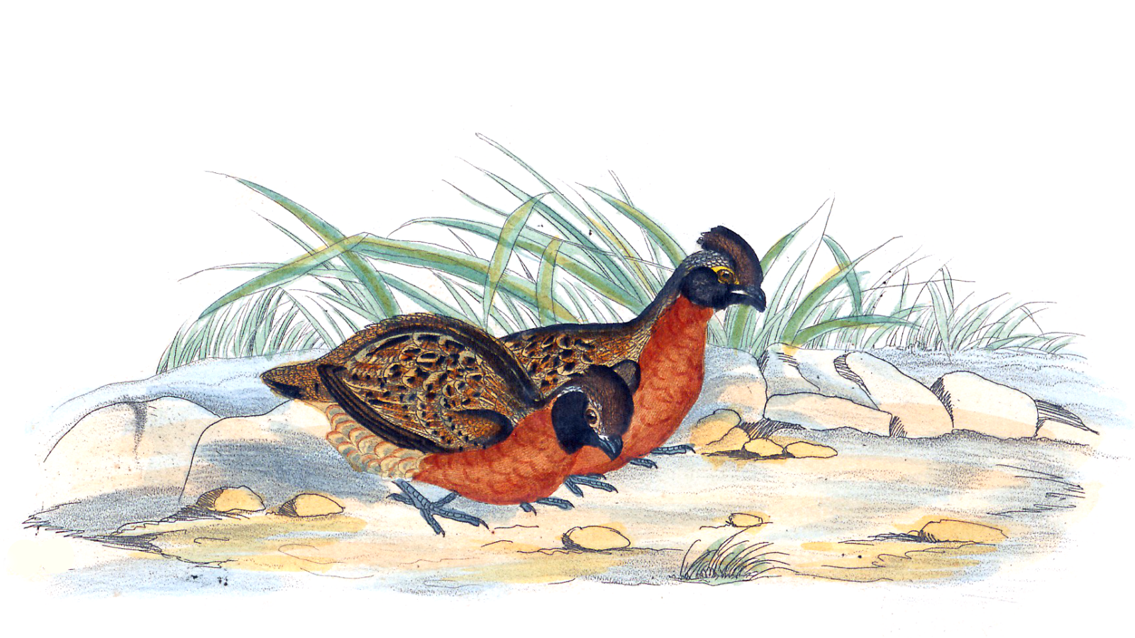 Rufous-breasted Wood Quail