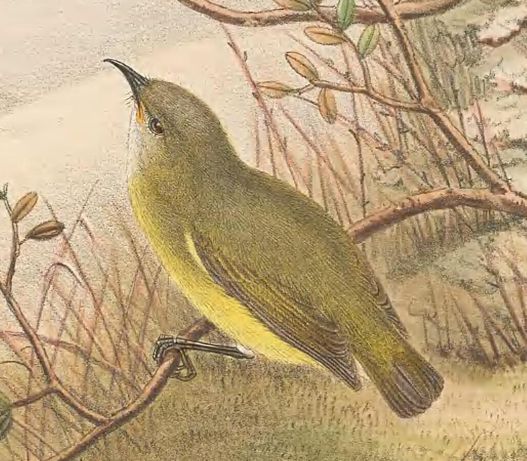 Pygmy Longbill