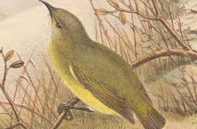 Pygmy Longbill
