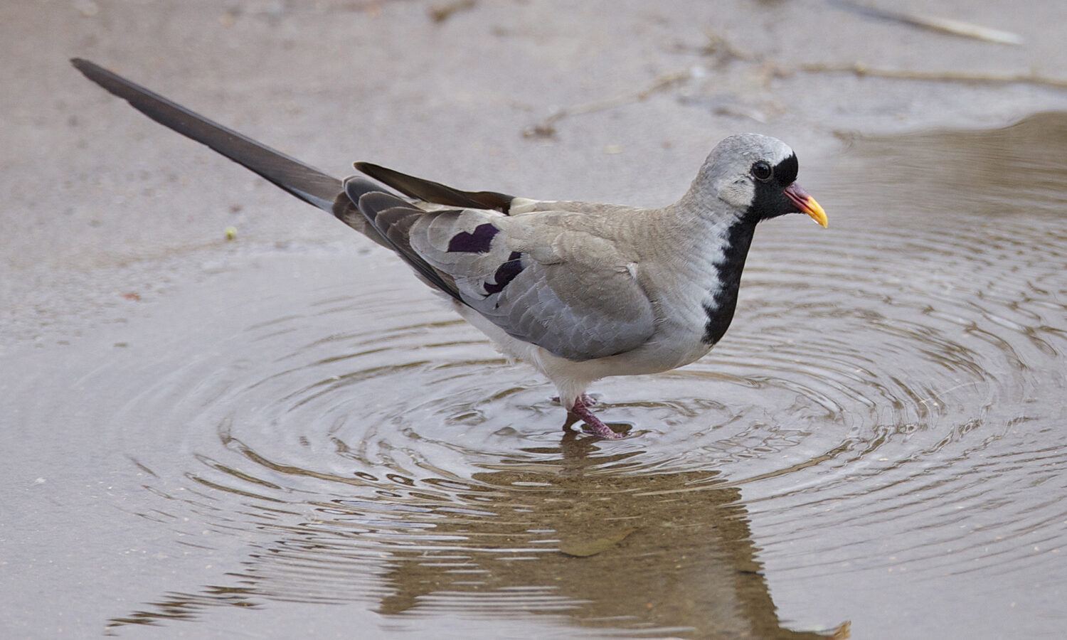 Namaqua Dove