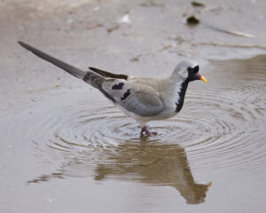 Namaqua Dove