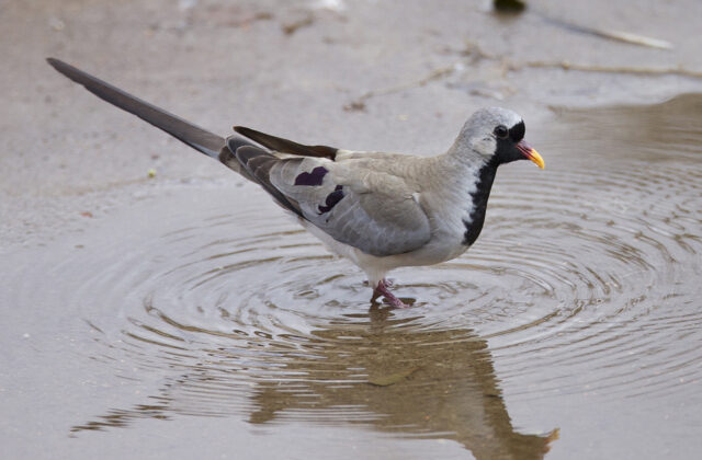 Namaqua Dove