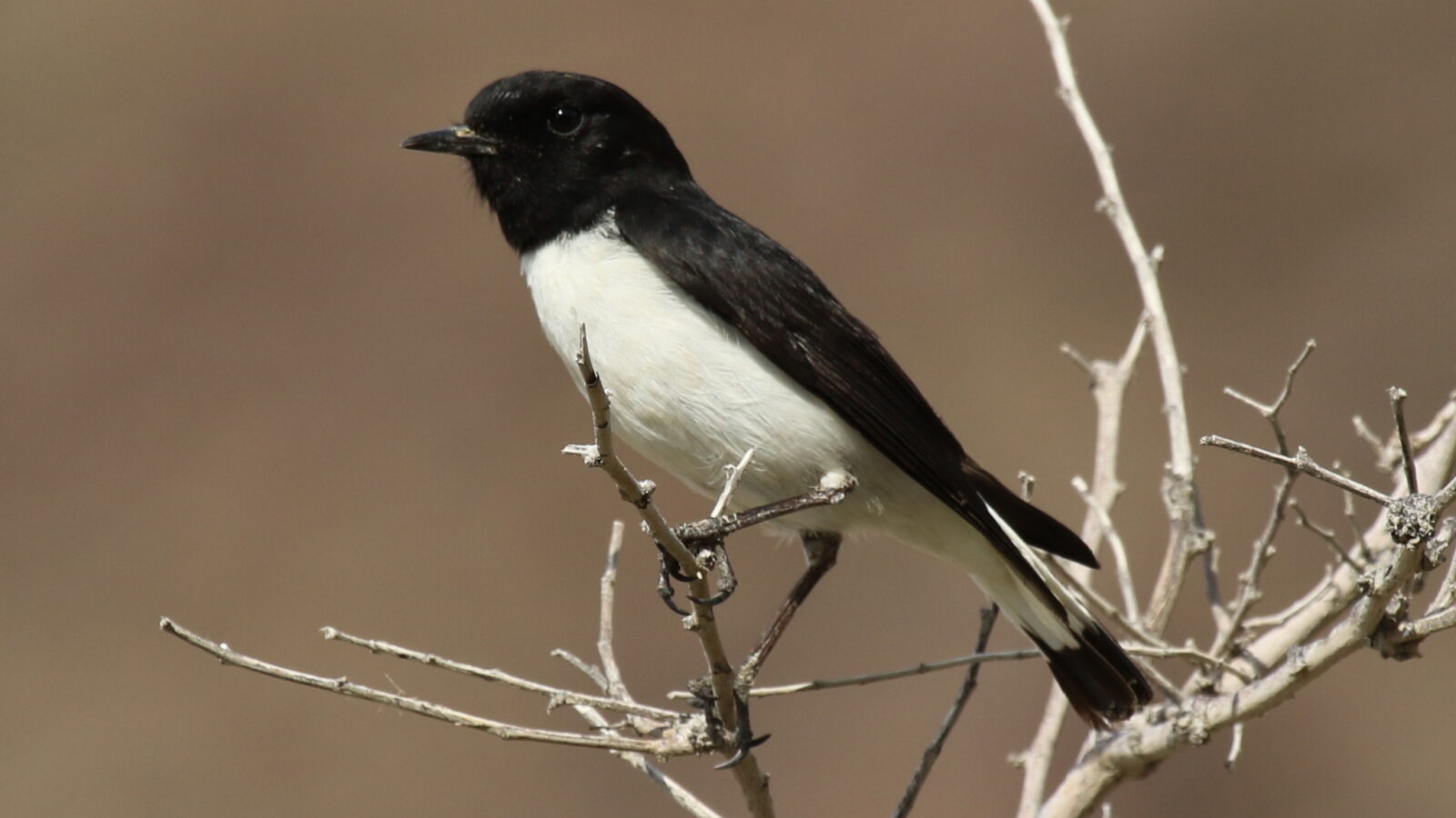 Hume’s Wheatear