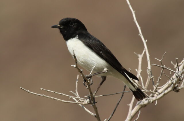 Hume’s Wheatear