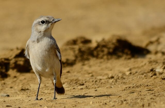 Red-tailed Wheatear