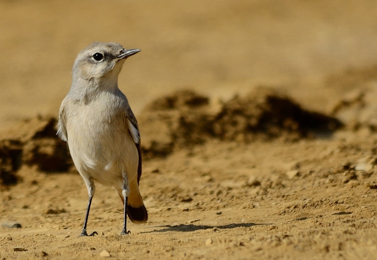 Red-tailed Wheatear