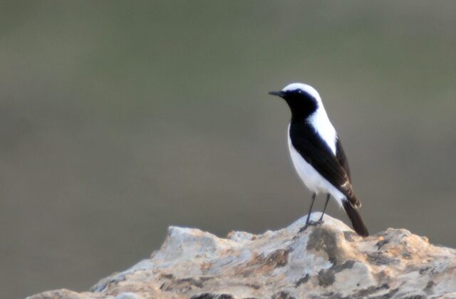 Finsch’s Wheatear