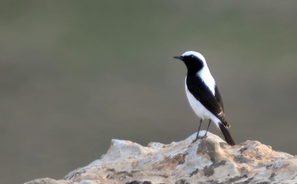 Finsch’s Wheatear