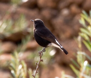 Black Wheatear