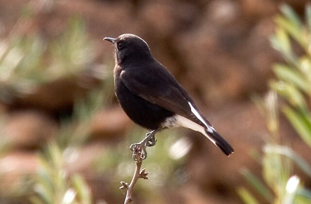 Black Wheatear