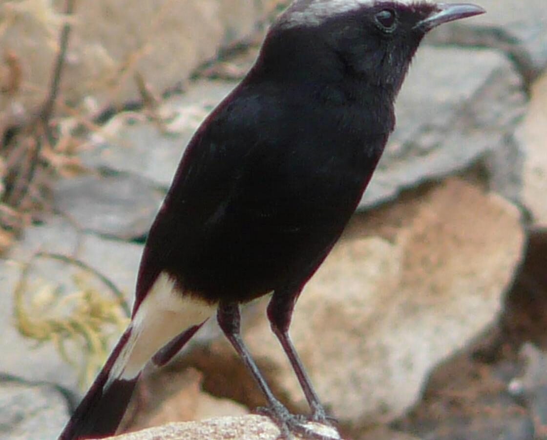 Abyssinian Wheatear