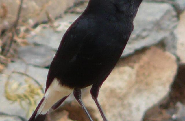 Abyssinian Wheatear