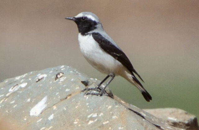 Atlas Wheatear