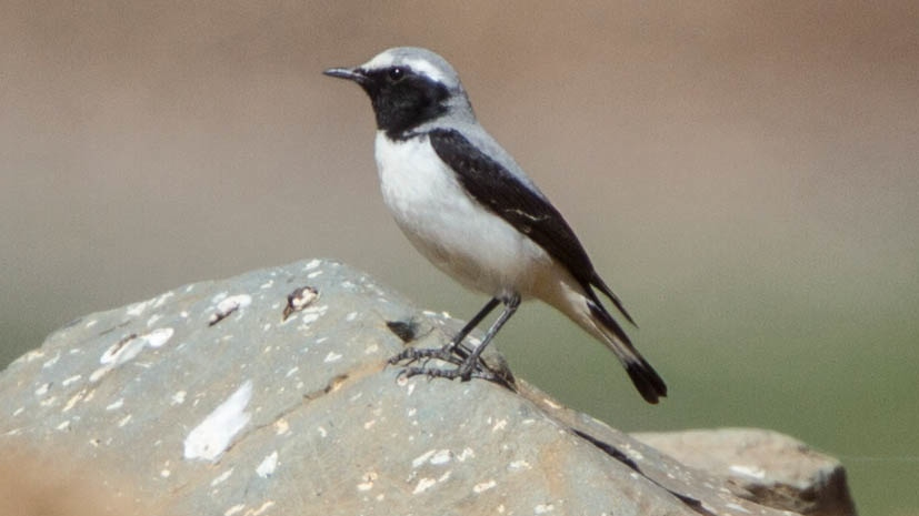 Atlas Wheatear