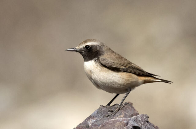 Kurdish Wheatear