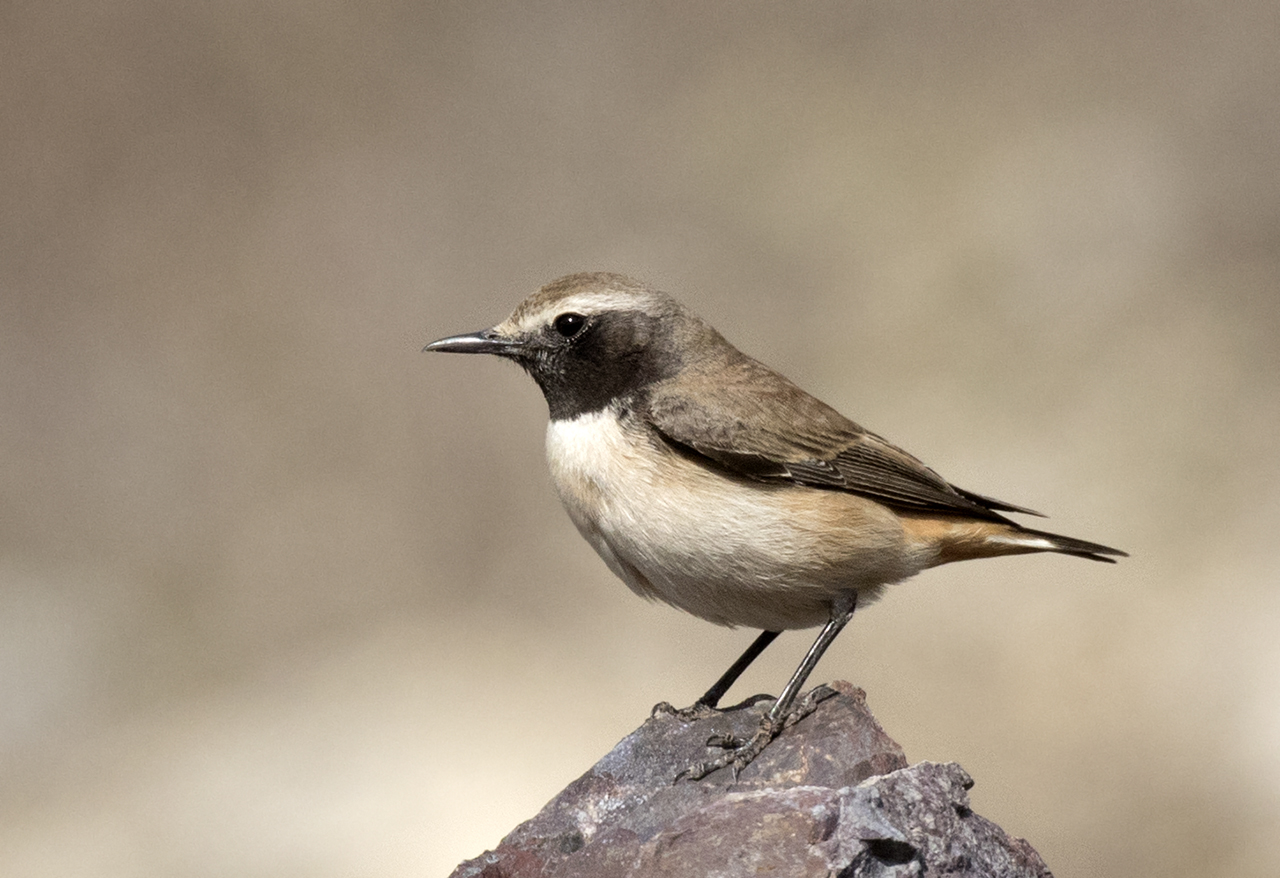 Kurdish Wheatear