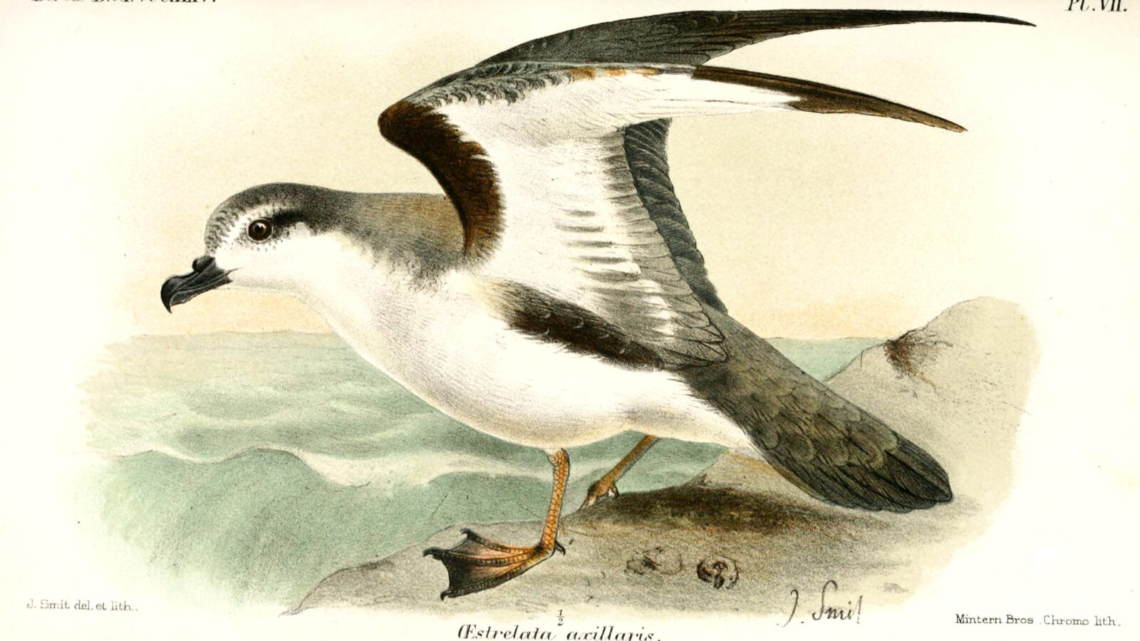 Chatham Islands Petrel