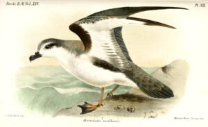 Chatham Islands Petrel