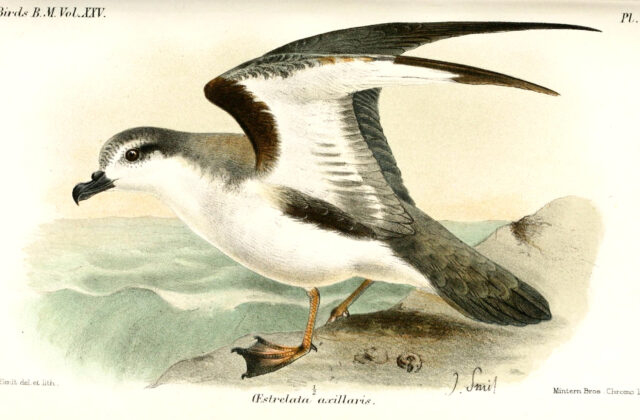 Chatham Islands Petrel