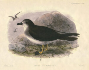 Herald Petrel