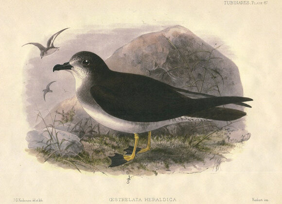 Herald Petrel