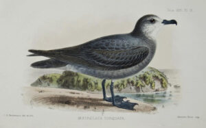 Collared Petrel