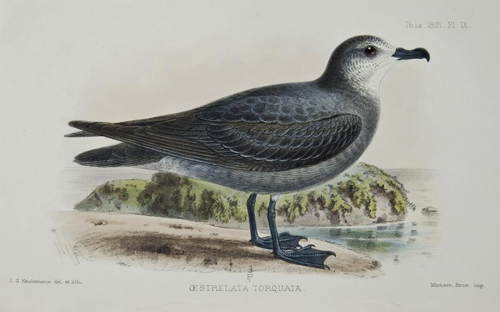 Collared Petrel