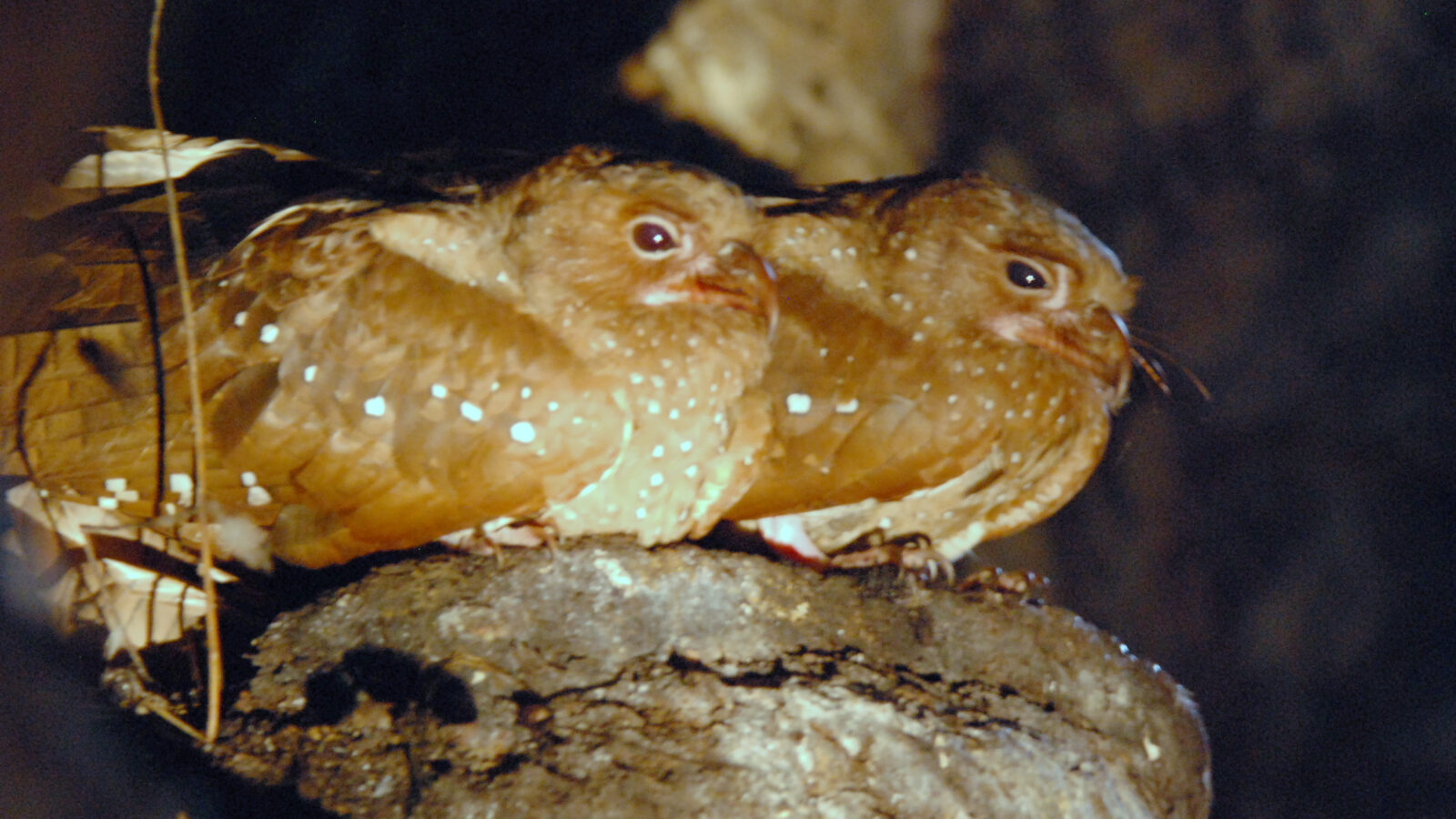 Oilbird