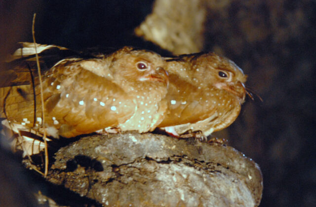 Oilbird