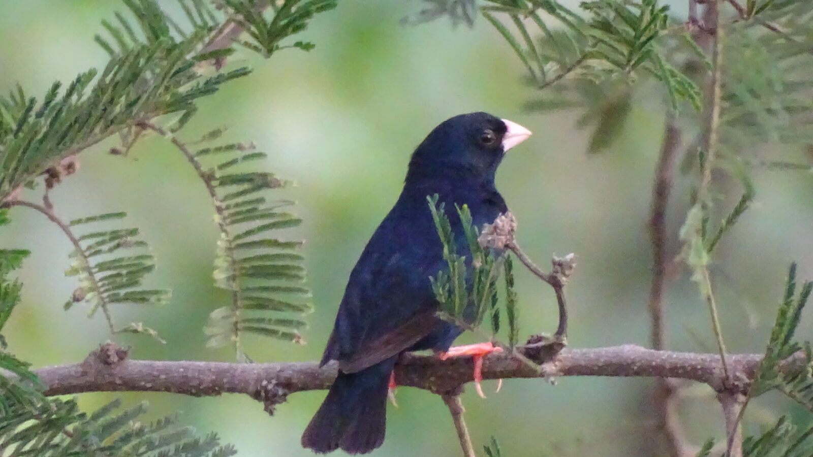 Village Indigobird