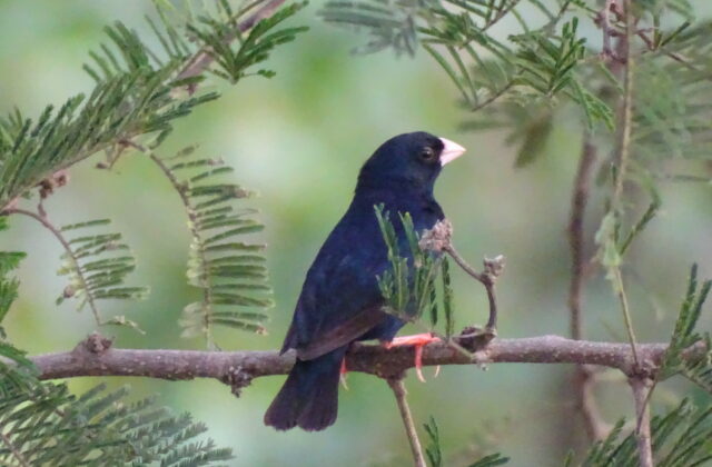 Village Indigobird