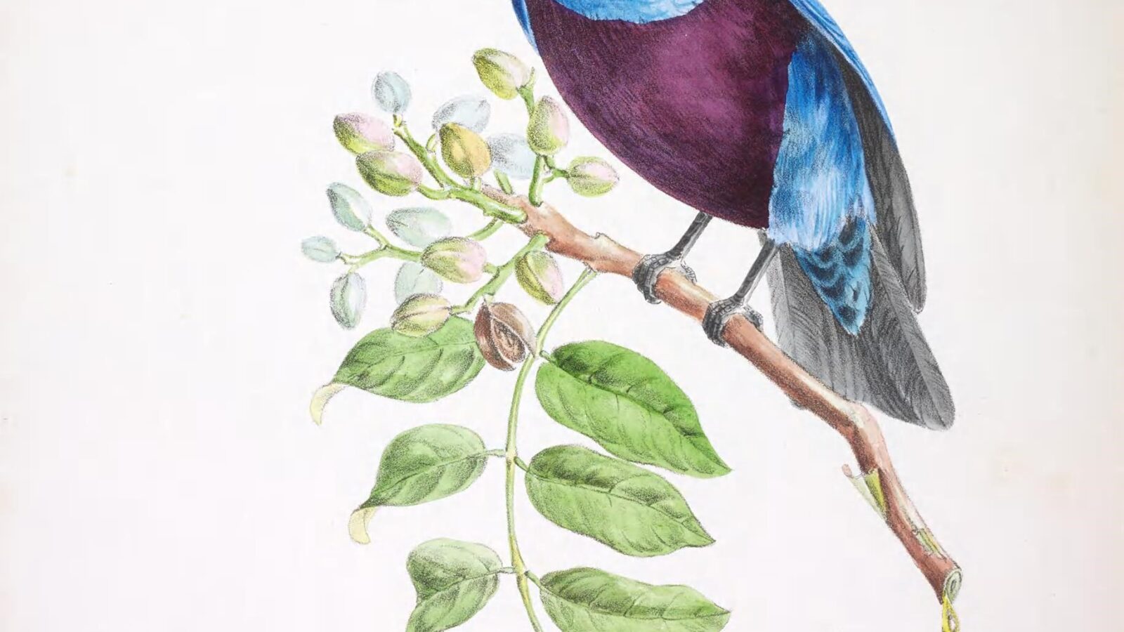 Banded Cotinga