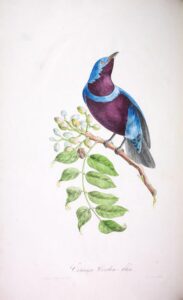 Banded Cotinga