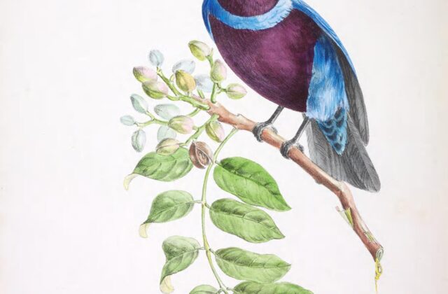 Banded Cotinga