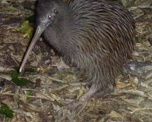 Okarito Kiwi