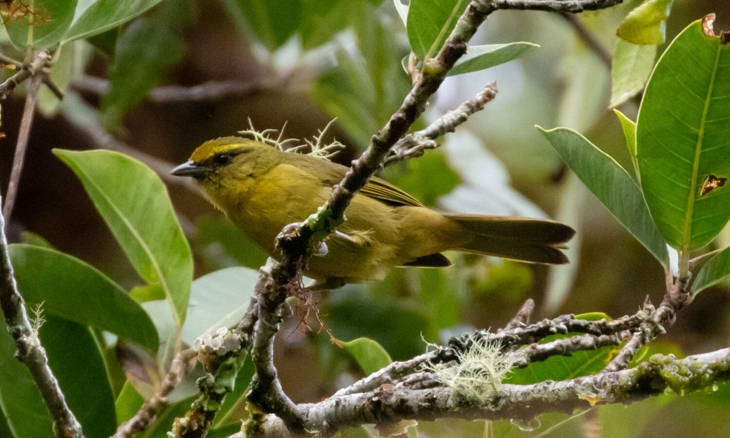 Oleaginous Hemispingus