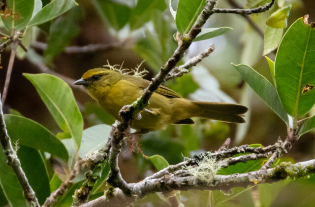 Oleaginous Hemispingus