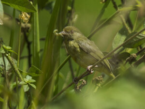 Olivaceous Greenlet